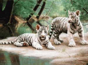 white tiger cubs