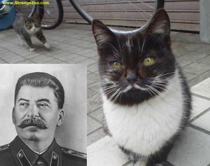 Stalin should have learned from his cat alter-ego guides